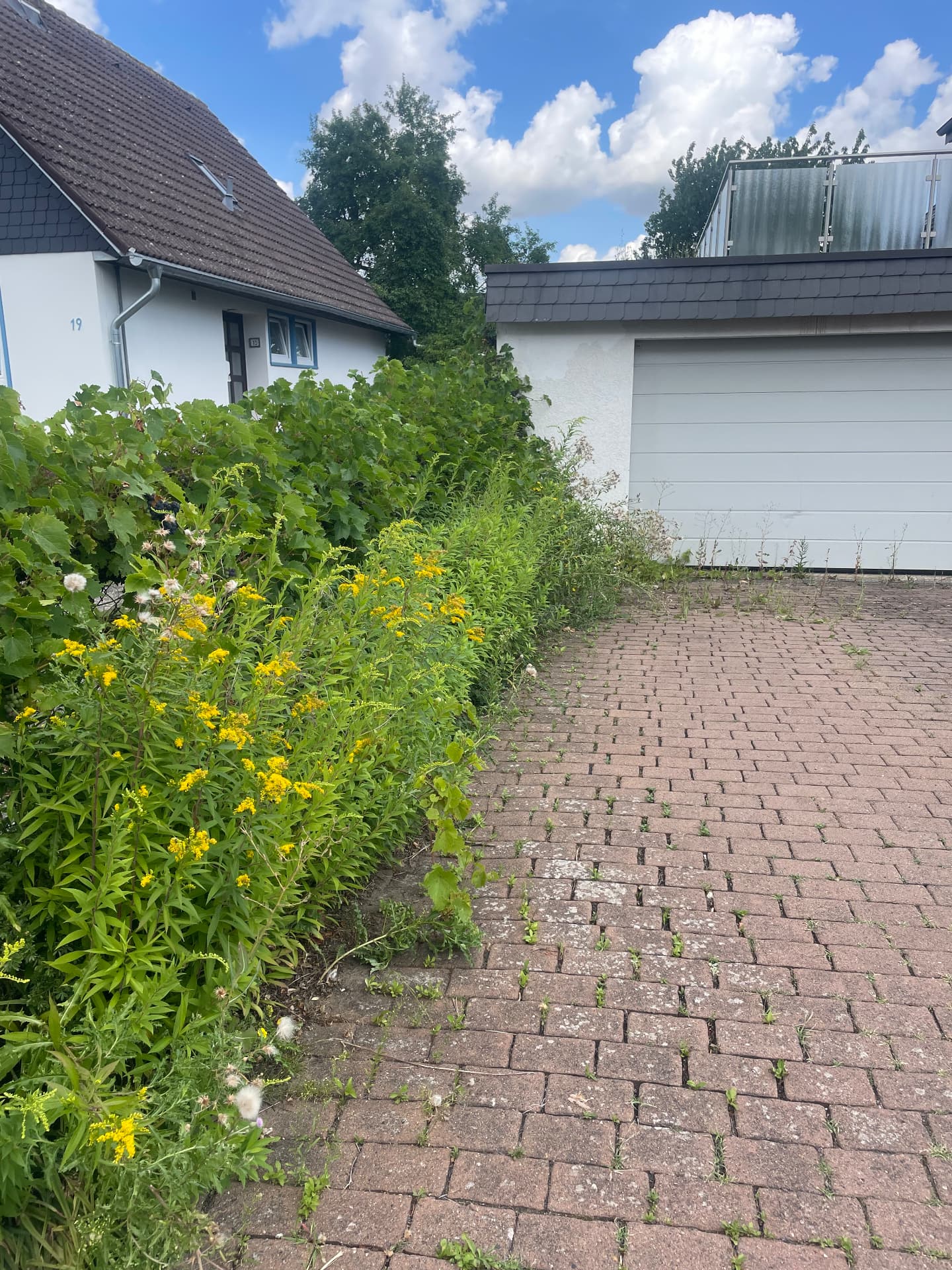 Wildwuchs & Einfahrt – Vorher