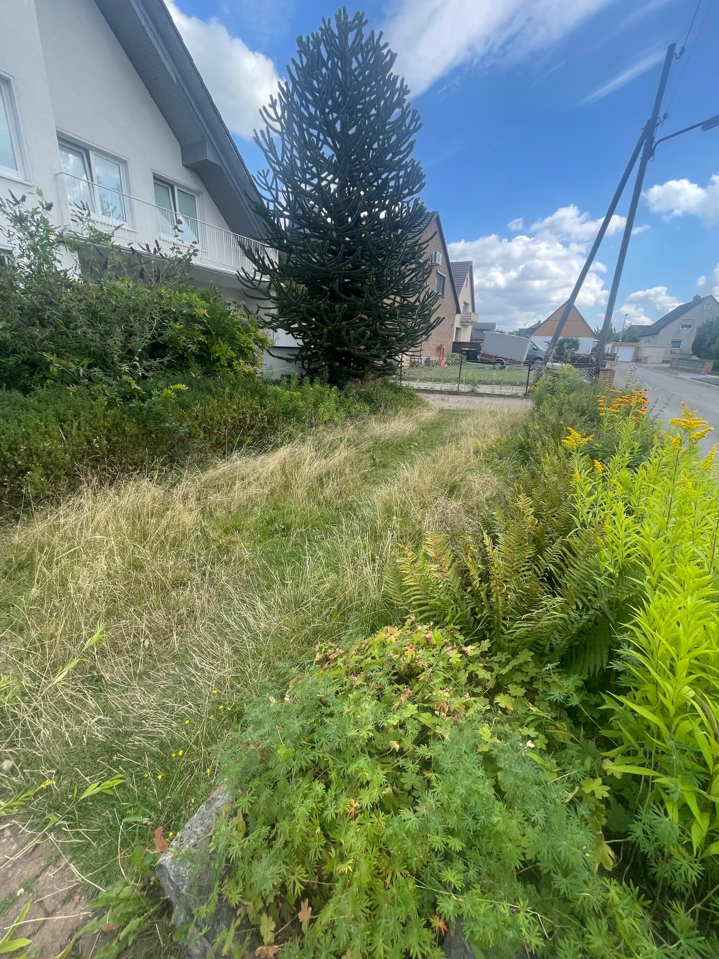 Rasenpflege – Vorher