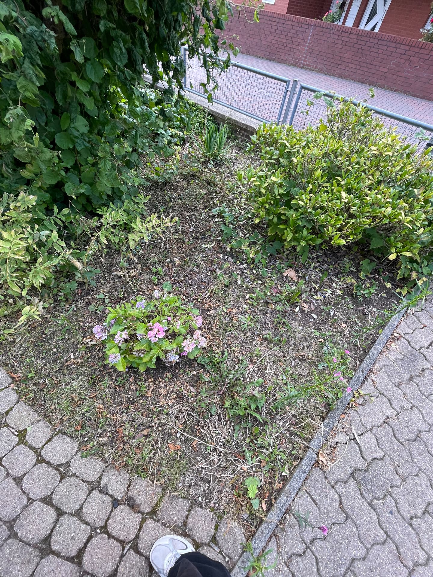 Beetpflege & Neugestaltung – Vorher